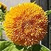 Foto Somerway Semillas de girasol 25 uds. de semillas de girasol amarillo, semillas de flores para plantar semillas de flores perennes para exteriores, semillas de flores de jardín para patio Amarillo revisión