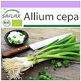 SAFLAX - Ecológico - Cebolla de primavera - Cebolla de Lisboa blanca - 150 semillas - Allium cepa Foto, nuevo 2024, mejor precio 3,95 € revisión