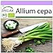 Foto SAFLAX - Ecológico - Cebolla de primavera - Cebolla de Lisboa blanca - 150 semillas - Allium cepa revisión