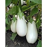 White Star Eggplant Seeds(Hybrid) Seeds (40 Seed Pack) Photo, new 2024, best price $4.69 ($0.12 / Count) review