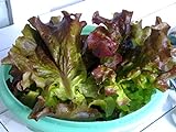 Red Romaine Lettuce Seeds- Heirloom- 2,000+ Seeds by Ohio Heirloom Seeds Photo, new 2024, best price $4.59 review