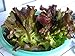 Photo Red Romaine Lettuce Seeds- Heirloom- 2,000+ Seeds by Ohio Heirloom Seeds review
