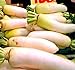 Photo Big Pack - (3,000) Japanese Daikon - Daikon Radish Seeds - Japanese Radish - Non-GMO Seeds by MySeeds.Co (Big Pack - Daicon Radish) review