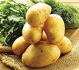 Simply Seed - 5 LB - German Butterball Potato Seed - Non GMO - Naturally Grown - Order Now for Spring Planting Photo, new 2024, best price $17.99 ($0.22 / Ounce) review
