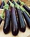 Photo CEMEHA SEEDS - Eggplant Aubergin Black Long Pop Thai Non GMO Vegetable for Planting review