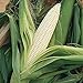 Foto strimusimak 200PCS Semillas de maíz Fast Crecimiento Planta Jardín Semillas vegetales Blanco Non-GMO Granos Semillas para jardín Siembra de patio exterior Semillas de maíz revisión