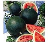 Watermelon, Black Diamond, Heirloom, 25 Seeds, Super Sweet Round Melon Photo, new 2024, best price $1.99 ($0.08 / Count) review