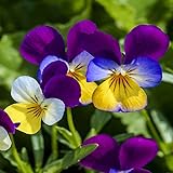 Outsidepride Viola Johnny Jump Up Plant Flower - 5000 Seeds Photo, new 2024, best price $6.49 ($0.00 / Count) review