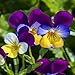 Photo Outsidepride Viola Johnny Jump Up Plant Flower - 5000 Seeds review