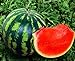 Photo Seeds4planting - Seeds Watermelon Crimson Sweet Giant Heirloom Vegetable Non GMO review