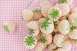 Ananas-Erdbeere 10 Samen, weiße Erdbeere Samen (Strawberry White) Foto, neu 2024, bester Preis 1,99 € Rezension
