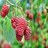 Boyne Raspberry - 5 Golden Raspberry Plants - Everbearing - Organic Grown - Photo, new 2024, best price $54.95 review