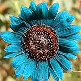 50 Stück Sonnenblumenkerne zum Pflanzen, Pflanzen im Frühling Sonnenschein bevorzugen blaue Blume Umweltfreundliche Sonnenblumenkerne für Küche, Garten und Balkon – Sonnenblumenkerne Foto, neu 2024, bester Preis 2,89 € Rezension