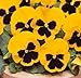 Photo lot de 50 graines de pensée des jardins à grandes fleurs suisse jaune fleur comestible envoi rapide sous 48h examen