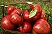Photo 75+ Pink Brandywine Heirloom Tomato Seeds review