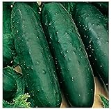 50 Marketmore 76 Cucumber Seeds | Non-GMO | Heirloom | Instant Latch Garden Seeds Photo, new 2024, best price $6.95 review