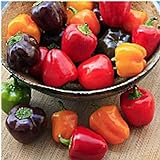 Mini Belle Mix Sweet Peppers Seeds (20+ Seeds) | Non GMO | Vegetable Fruit Herb Flower Seeds for Planting | Home Garden Greenhouse Pack Photo, new 2024, best price $3.69 ($0.18 / Count) review