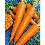 Sow No GMO Carrot Danvers 126 Non GMO Heirloom Sweet Crunchy Vegetable 100 Seeds Photo, new 2024, best price $1.77 ($0.02 / SEEDS) review