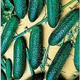 Cool Breeze Cucumbers Seeds (20+ Seeds) | Non GMO | Vegetable Fruit Herb Flower Seeds for Planting | Home Garden Greenhouse Pack Photo, new 2024, best price $3.69 ($0.18 / Count) review