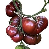 Tomate - Black Krim 10 Samen -Super süße dunkle Fleischtomate- Foto, neu 2024, bester Preis 2,49 € Rezension