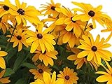 Black Eyed Susan Seeds - Rudbeckia Hirta - Attracts Butterflies Non GMO 10,000 Seeds Photo, new 2024, best price $4.48 review