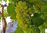 Heirloom 50 Seeds Green Grape Fruit Vine Vitis Vinifera Seeds Photo, new 2024, best price $3.00 review