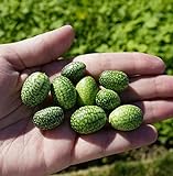 Thumb Watermelon Seeds for Planting-300 Seeds Photo, new 2024, best price $6.99 review