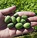 Photo Thumb Watermelon Seeds for Planting-300 Seeds review