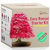 Züchte dein eigenes Bonsai - Züchte einfach 4 Arten von Bonsai-Bäumen mit unserem kompletten, anfängerfreundlichen Starter-Samen-Set - Geschenk set, Einzigartige Geschenkidee Foto, neu 2024, bester Preis 16,95 € Rezension