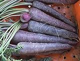 David's Garden Seeds Carrot Purple Sun 1123 (Purple) 200 Non-GMO, Hybrid Seeds Photo, new 2024, best price $4.45 review