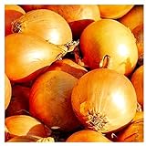 250 Utah Yellow Sweet Spanish Onion Seeds | Non-GMO | Fresh Garden Seeds | Instant Latch Photo, new 2024, best price $6.95 review