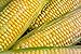 Photo Peaches & Cream Sweet Corn Non-GMO Seeds - 4 Oz, 500 Seeds - by Seeds2Go review