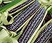 Photo David's Garden Seeds Corn Dent Blue Hopi 3448 (Blue) 50 Non-GMO, Heirloom Seeds review