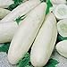 Foto weiße Gurke 25 x Samen aus Portugal in 100% Natur-Qualität super frischer Geschmack ohne Chemie! Rezension