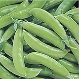 David's Garden Seeds Pea Snap Super Sugar 4736 (Green) 100 Non-GMO, Open Pollinated Seeds Photo, new 2024, best price $4.45 review