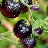 Tomato Schwarze ''Black Pirat'' 25 x Samen aus Portugal 100% Natursamen ohne chemische Anzuchthilfen oder Gentechnik Foto, neu 2024, bester Preis 2,99 € (299,00 € / kg) Rezension