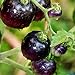 Foto Tomato Schwarze ''Black Pirat'' 25 x Samen aus Portugal 100% Natursamen ohne chemische Anzuchthilfen oder Gentechnik Rezension