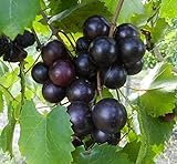 Cutdek 20 Seeds Muscadine Grape Vitis rotundifolia E165, Great Home Orchards Photo, new 2024, best price $18.99 review