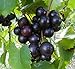 Photo Cutdek 20 Seeds Muscadine Grape Vitis rotundifolia E165, Great Home Orchards review