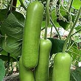 S-pone 20+ Long Bottle Gourd Seeds Edible Asian Indian Opo Squash Dudi Calabash Long Melon Photo, new 2024, best price $9.00 review