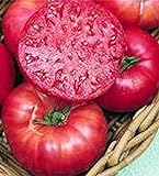 Pink Ponderosa Heirloom Tomato Seeds - Large Tomato - One of The Most Delicious Tomatoes for Home Growing, Non GMO - Neonicotinoid-Free. Photo, new 2024, best price $12.99 ($1,299.00 / Ounce) review