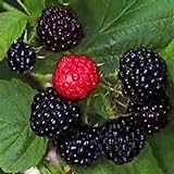 Black Raspberry Bush Seeds! SWEET DELICIOUS FRUIT! COMB. Photo, new 2024, best price $3.49 review