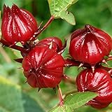 Red Roselle Seeds (Hibiscus sabdariffa) Packet of 50 Seeds Photo, new 2024, best price $7.97 ($0.16 / Count) review