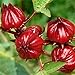 Photo Red Roselle Seeds (Hibiscus sabdariffa) Packet of 50 Seeds review