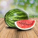Wassermelon Klondike 25 x Samen - 100% Natursamen, Superfruchtig und Herrlich Erfrischend Foto, neu 2024, bester Preis 2,90 € Rezension