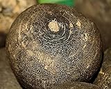 Graines Radis noir gros rond d'hiver- sachet d'environ 700 graines - Raphanus/sativus/Brassicaceae - Graines de style Photo, nouveau 2024, meilleur prix 3,99 € (399,00 € / kg) examen