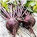 Photo Long Season Lutz Beets Seeds (((50 Seed Packet))) (More Heirloom, Organic, Non GMO, Vegetable, Fruit, Herb, Flower Garden Seeds at Seed King Express) review