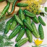 David's Garden Seeds Cucumber Gherkin Parisian 3348 (Green) 50 Non-GMO, Hybrid Seeds Photo, new 2024, best price $4.45 review