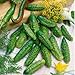 Photo David's Garden Seeds Cucumber Gherkin Parisian 3348 (Green) 50 Non-GMO, Hybrid Seeds review