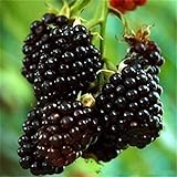 Nueva Negro Rojo Amarillo Frambuesas Semillas de frutas Berry Bush Rubus Jardín 20pcs Foto, nuevo 2024, mejor precio 14,99 € revisión